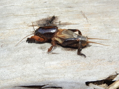 Gryllotalpa