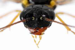 Pamphilius sylvaticus