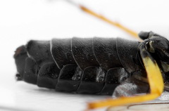 Pamphilius sylvaticus