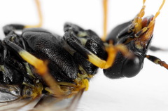 Pamphilius sylvaticus