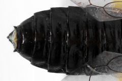 Pamphilius sylvaticus