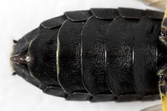 Pamphilius sylvaticus