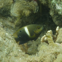 Chrysiptera biocellata