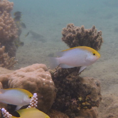 Pomacentrus aurifrons