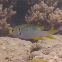Neopomacentrus nemurus