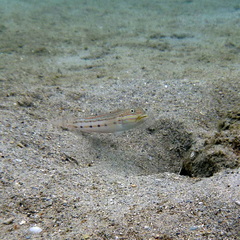 Valenciennea longipinnis