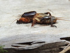 Gryllotalpa