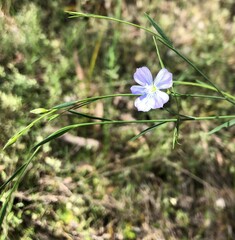 Linum marginale