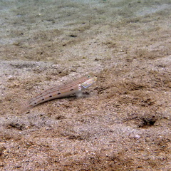 Valenciennea longipinnis