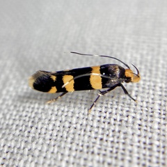 Limnaecia polycydista