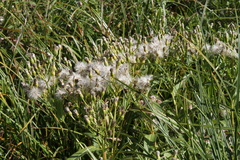 Senecio sarracenicus