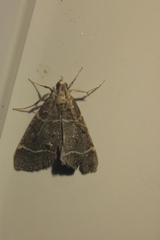 Hypsopygia glaucinalis