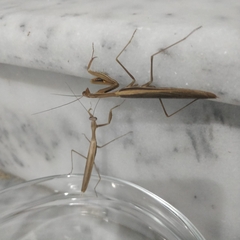 Mantis religiosa