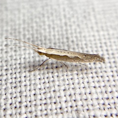 Plutella xylostella-australiana