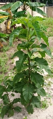 Gymnanthemum amygdalinum