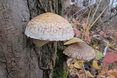 Hemipholiota populnea