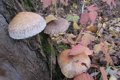 Hemipholiota populnea
