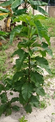 Gymnanthemum amygdalinum