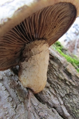 Hemipholiota populnea