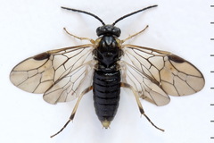 Pristiphora insularis