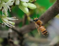 Lipotriches aurodigitata