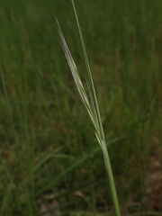 Festuca myuros