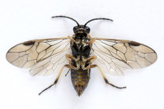 Pristiphora insularis