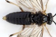 Pristiphora insularis