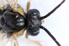 Pristiphora insularis