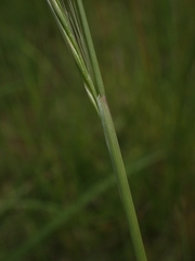 Festuca myuros