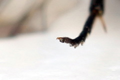 Pristiphora insularis