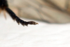 Pristiphora insularis