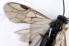 Pristiphora insularis