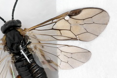 Pristiphora insularis