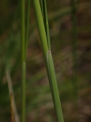 Festuca myuros
