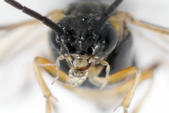 Pristiphora insularis