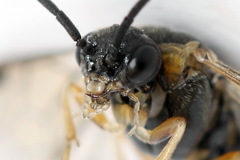 Pristiphora insularis