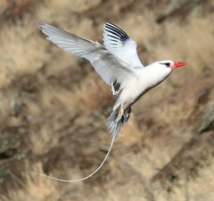 Phaethon aethereus aethereus