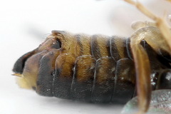 Pristiphora insularis