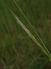 Festuca myuros