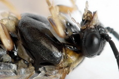 Pristiphora insularis