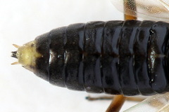 Pristiphora insularis