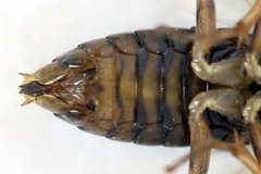 Pristiphora insularis