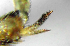 Pristiphora insularis