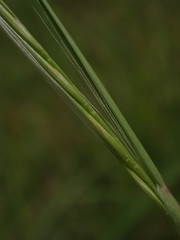 Festuca myuros