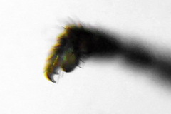 Pristiphora insularis