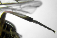 Pristiphora insularis