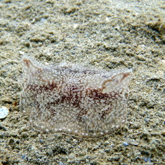 Coeloplana meteoris