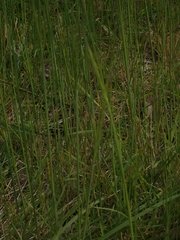 Festuca myuros
