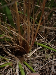 Festuca myuros